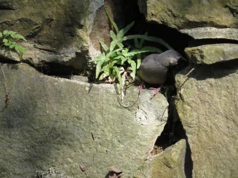 A Java Sparrow take a rest on tree, one of pet bird Photos