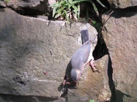 A Java Sparrow take a rest on tree, one of pet bird Stock Photos