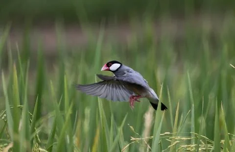 Java sparrow They live in rice fields and usually live in flocks. They were.. 写真素材