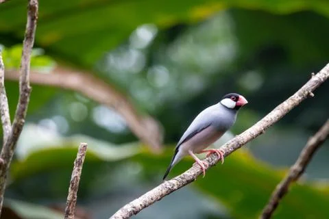 Java sparrow in a tree Foto stock