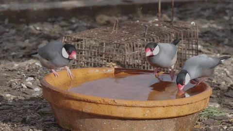 Java sparrows birds jumping around waterbowl 库存影片 338360563
