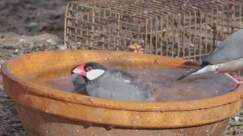 Java sparrows birds playing in a bird bath 库存影片 338360511