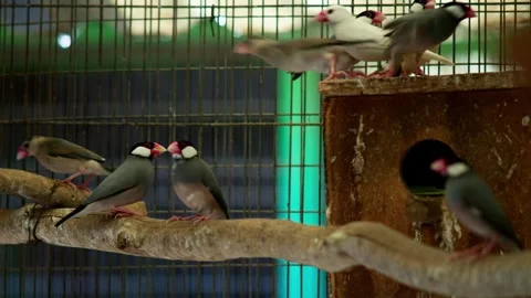Java Sparrows Gathering Around Nest Box 库存影片 330834473