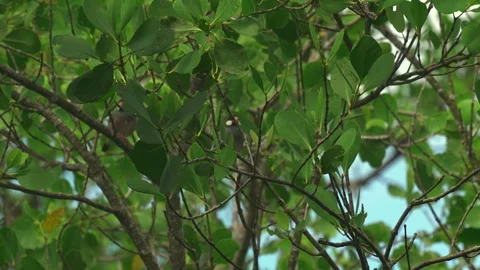 Java Sparrows Perched Among Tropical Tree Branches Stock Footage 345374541