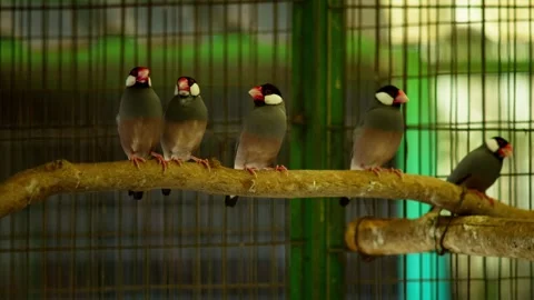 Java Sparrows Perched and Chirping 库存影片 330850881