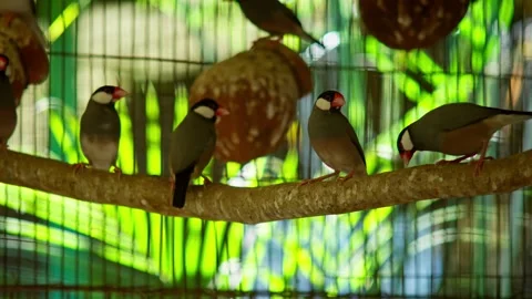 Java Sparrows Resting Near Nest Gourds 库存影片 330850505
