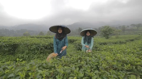 Java Tea Farmer Stock Footage 123207688