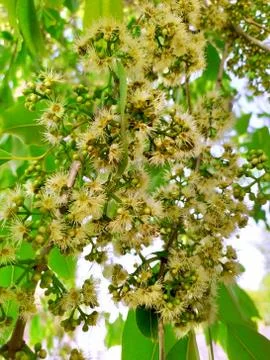 Java tree flowerings Stock Photos