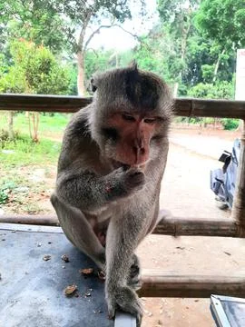 Javamongkey Stock-Fotos