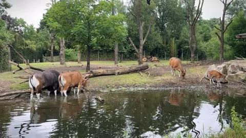 Javan banteng Bos javanicus, also known as the tembadau with newborn calf 스톡 동영상 283907843