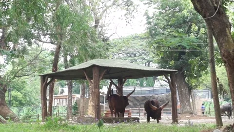 Javan bull (Bos javanicus javanicus) Video stock 293772028