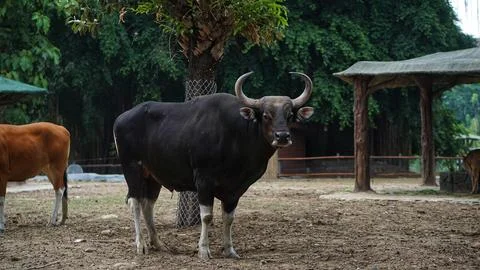 Javan bull (Bos javanicus) Stock Photos