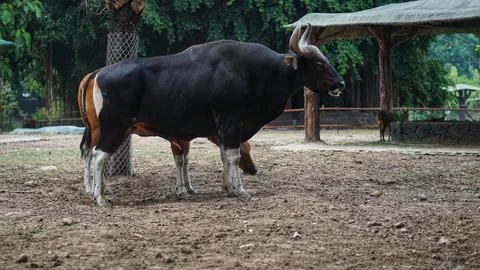Javan bull (Bos javanicus) Stock Photos