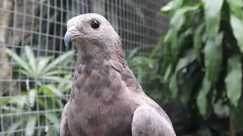 Javan eagle, a rare wildlife. Rare eagle. Stock Footage 192769158
