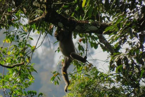 Javan Gibbon (𝘏𝘺𝘭𝘰𝘣𝘢𝘵𝘦𝘴 𝘮𝘰𝘭𝘰𝘤𝘩) Stock Photos
