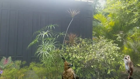 Javan Hawk Eagle with Barn Owl Stock Footage 305550098
