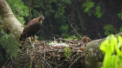 Javan-hawk Eagle call Video stock 267830509