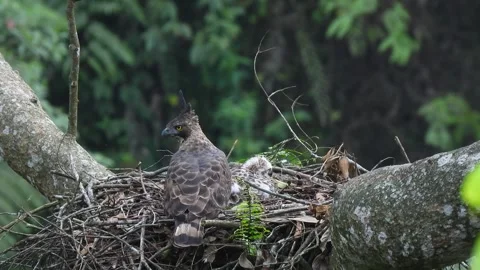 Javan-hawk Eagle on Nest Video stock 267828178