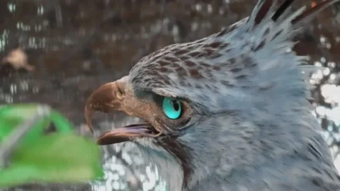 Javan hawk-eagle, Nisaetus bartelsi Stock Footage 236392190