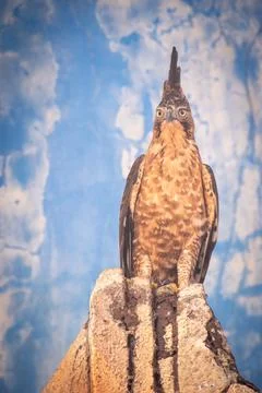 The Javan hawk-eagle (Nisaetus bartelsi) Stock Photos