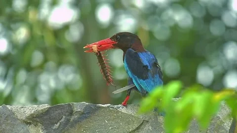 Javan kingfisher perched on a tree branch	 Stock Footage 343154121