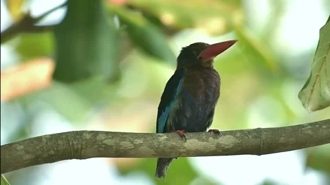 Javan kingfisher perched on a tree branch Stock Footage 343154146
