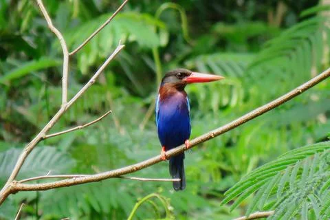 Javan Kingfisher (𝘏𝘢𝘭𝘤𝘺𝘰𝘯 𝘤𝘺𝘢𝘯𝘰𝘷𝘦𝘯𝘵𝘳𝘪𝘴) Stock Photos
