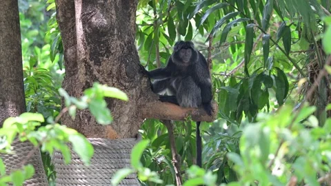 Javan langur 스톡 동영상 318604805
