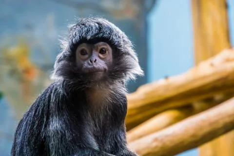 Javan langur monkey with its face in closeup, beautiful portrait of a tropica Fotos de archivo