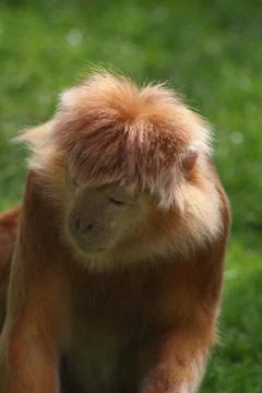 Javan Langur - Trachypithecus auratus Stock Photos