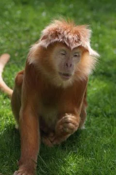 Javan Langur - Trachypithecus auratus Stock Photos