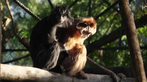 Javan langur wildlife Video stock 138251507
