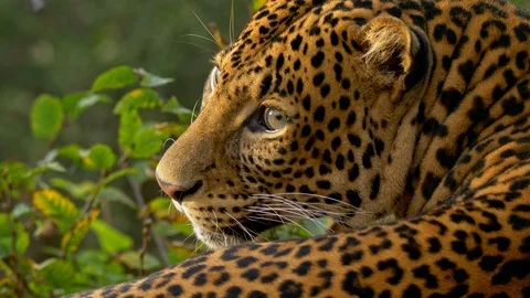 Javan leopard (Panthera pardus melas) portrait Stock-Footage 97690451