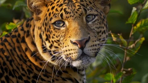Javan leopard (Panthera pardus melas) portrait 動画素材 97691704