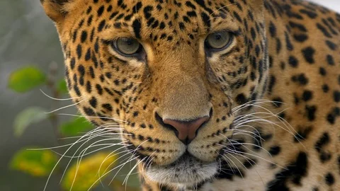 Javan leopard (Panthera pardus melas) portrait Video stock 97693308