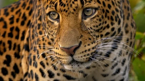 Javan leopard (Panthera pardus melas) portrait Stock-Footage 97694526