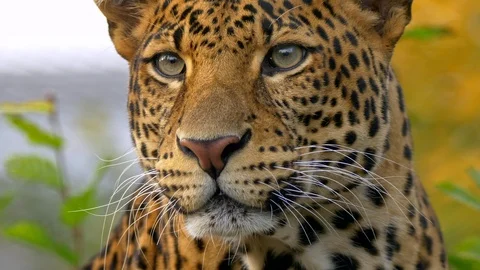 Javan leopard (Panthera pardus melas) scratching Stock Footage 97697324