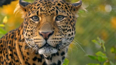Javan leopard (Panthera pardus melas) scratching Stock-Footage 97697460