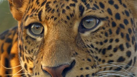 Javan leopard (Panthera pardus melas) eyes Stock Footage 97697563