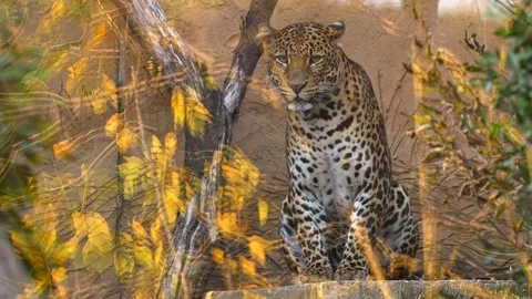 Javan leopard (Panthera pardus melas) in captivity Stock Footage 97698200