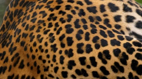 Javan leopard (Panthera pardus melas) fur Stock Footage 97698325