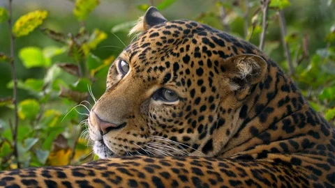 Javan leopard (Panthera pardus melas) portrait Stock-Footage 97698809