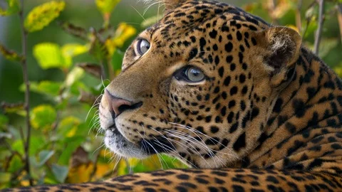 Javan leopard (Panthera pardus melas) portrait Stock-Footage 97701929