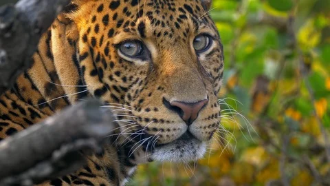 Javan leopard (Panthera pardus melas) portrait 스톡 동영상 97738462