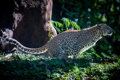 A Javan leopard urinates, marking its territory with scent. Stock Photos