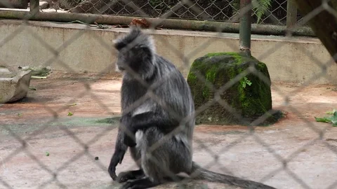 Javan Lutung (Lutung Jawa)- Trachypithecus Auratus)87 Stock Footage 119098254
