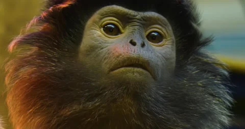 Javan lutung monkey Stock Footage 134911619