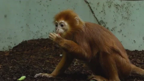 A Javan lutung monkey  Stock Footage 135887859