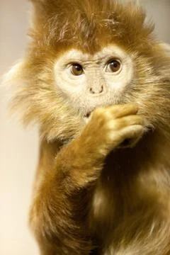 Javan lutung portrait Stock Photos