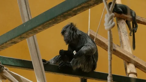 Javan lutung Trachypithecus auratus sitting and eating in zoo in Gdansk Stock Footage 106125098